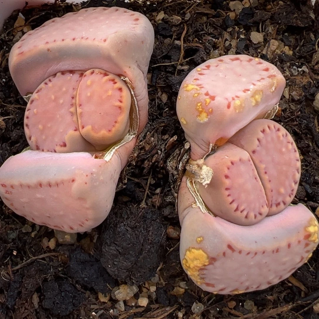 2.18好看的多肉197