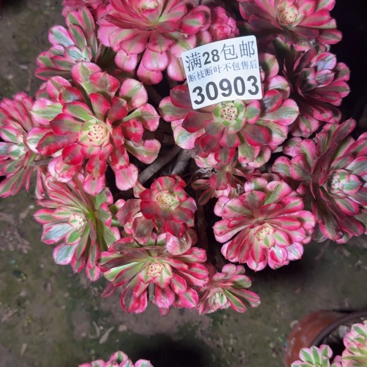 30903同白多肉植物