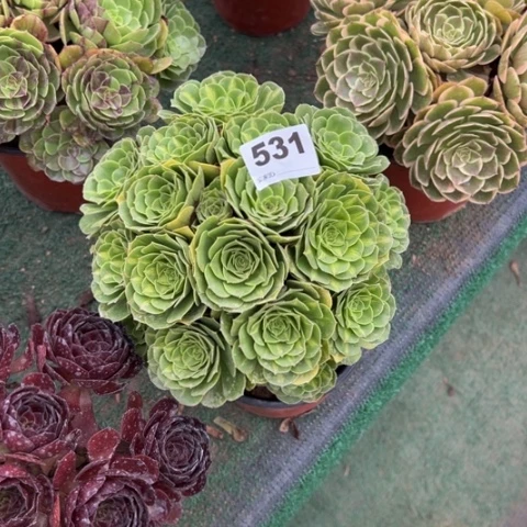 语***531翡翠琉璃朵朵多肉