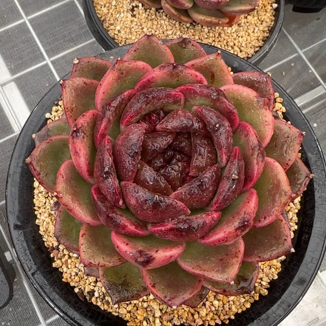 从前慢甄选多肉编号黑水晶玫瑰