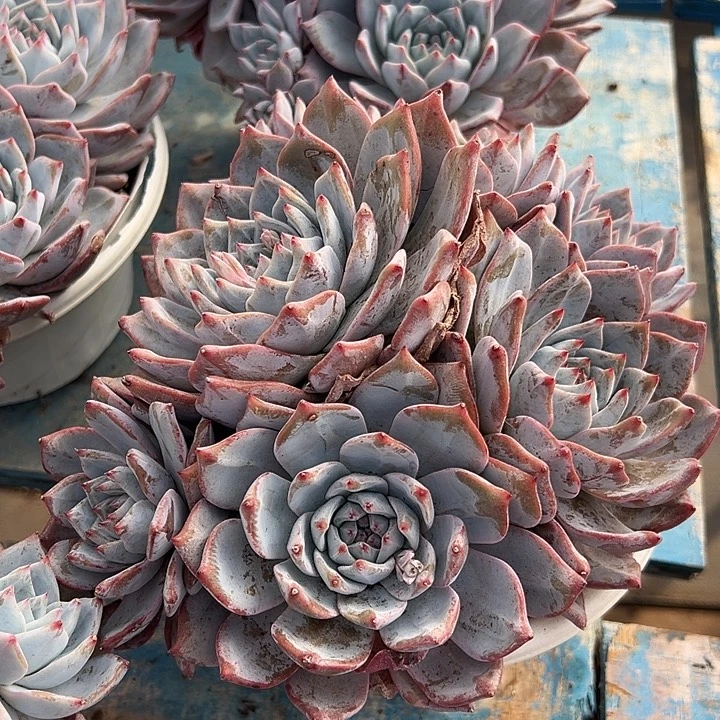 粉蓝鸟一个脱土多肉