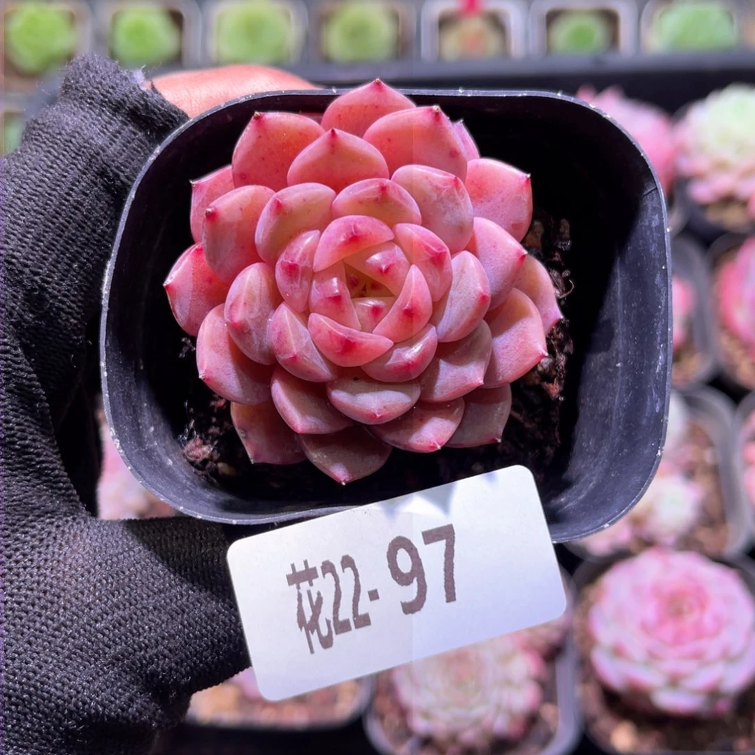 花22-97灵翠单头