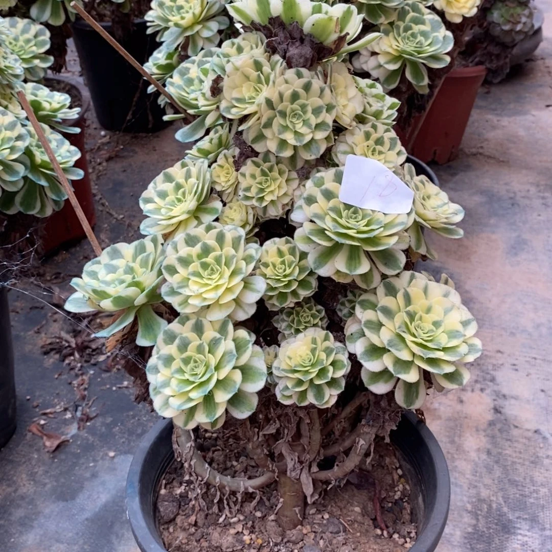 多肉植物组合拼盘18