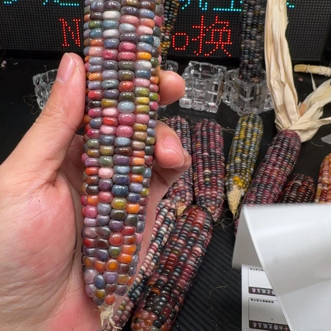 柏香籽/百香籽吊坠梵*山