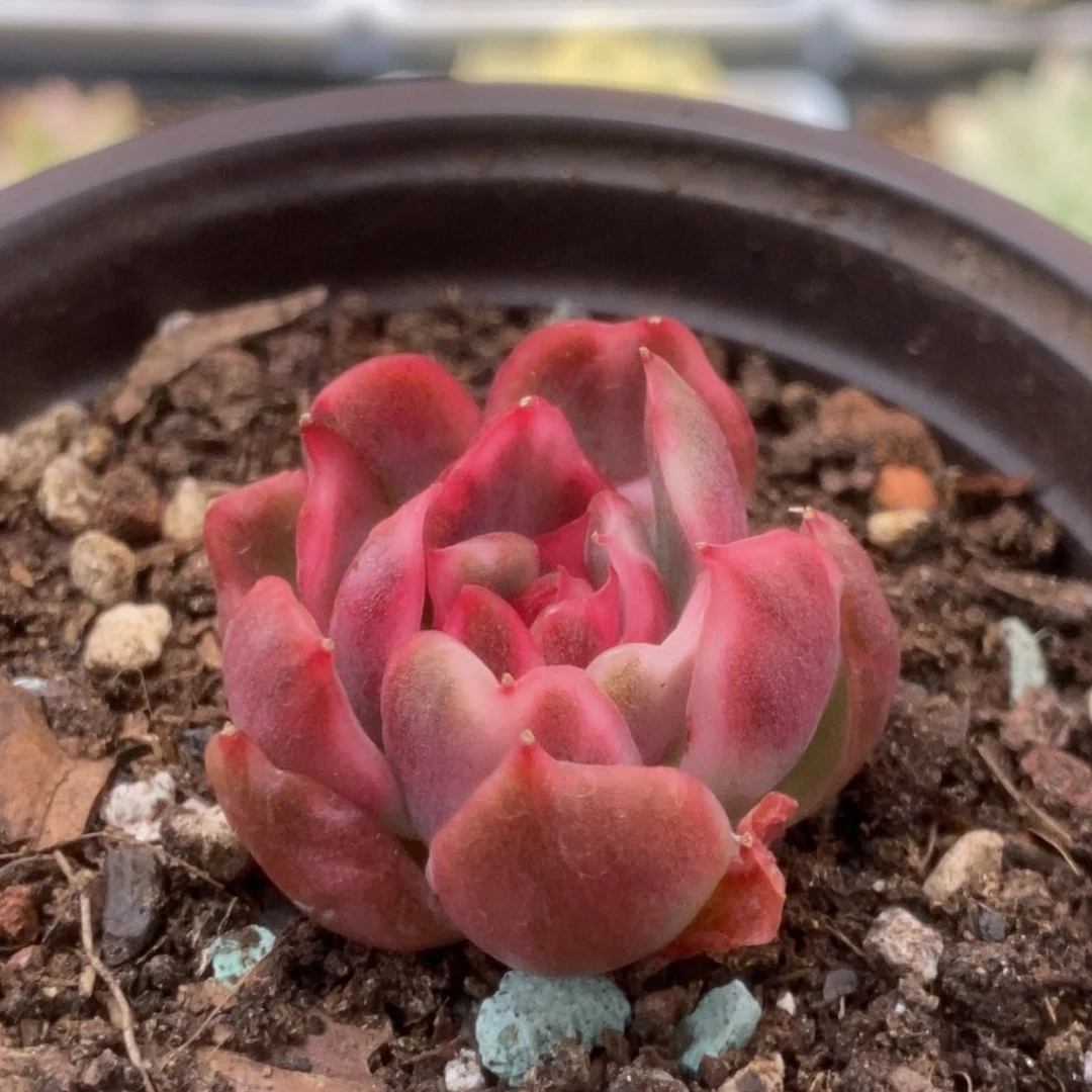 443红舞东云侧芽锦锦锦锦