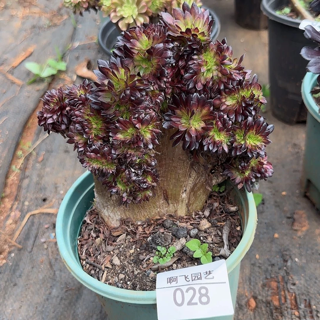028多肉有瑕疵福利墨颜缀