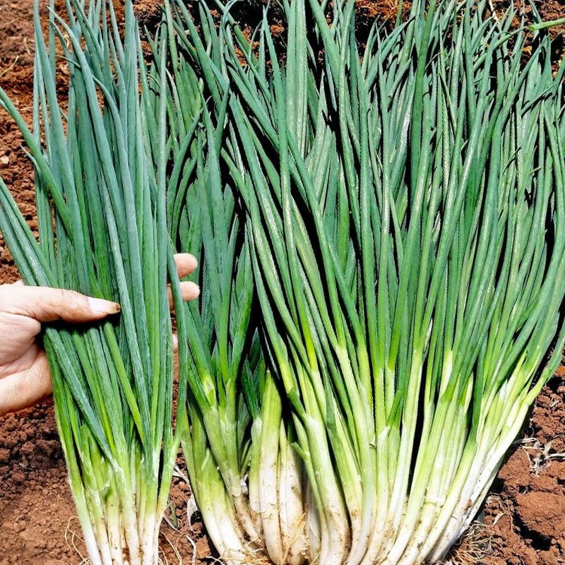 （全店满5包包邮）分多多香葱种籽四季小葱种子盆栽葱籽四季播种