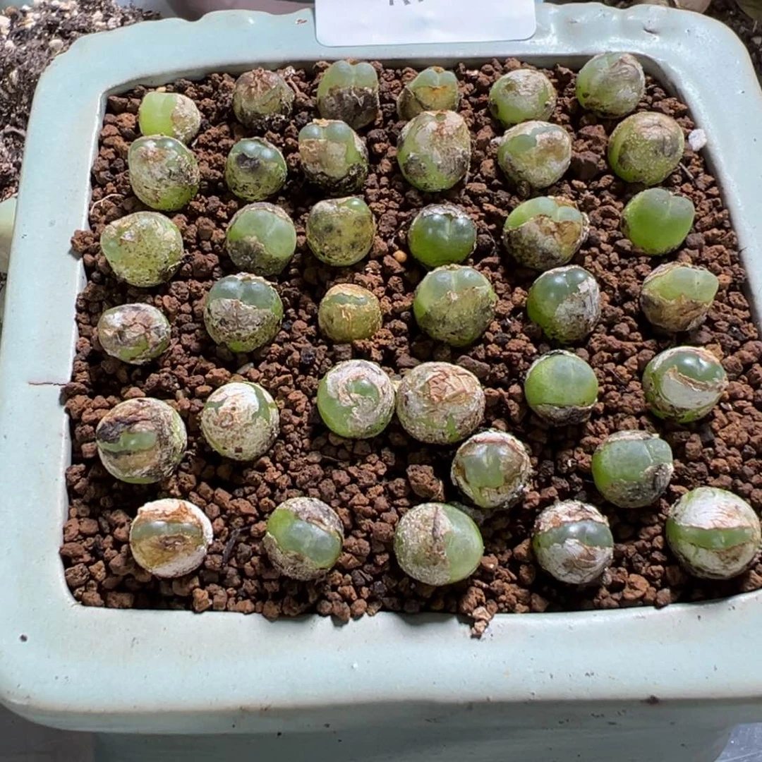 26-08量拍拉登5颗，尺寸0.7-0.9