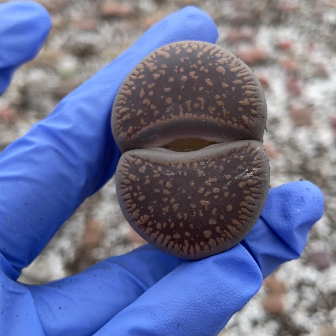 顺****小火焖烤冷面笑出2168