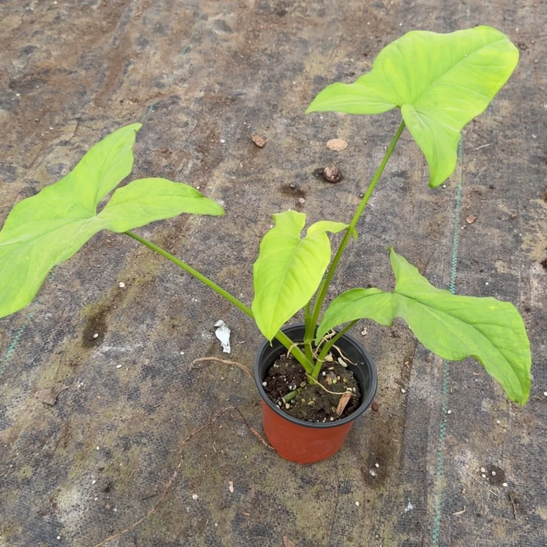 明***你完全开放合果芋一棵