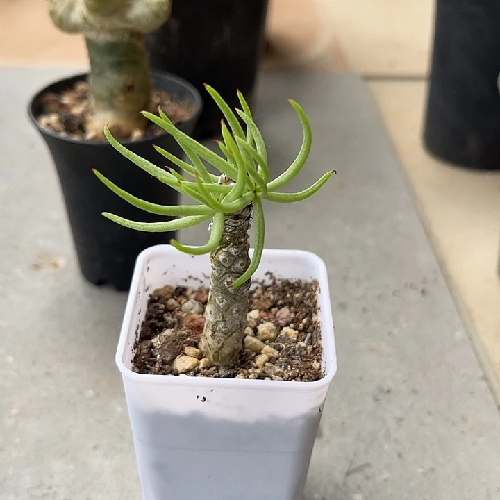 无花朵白象奇峰锦一物一拍