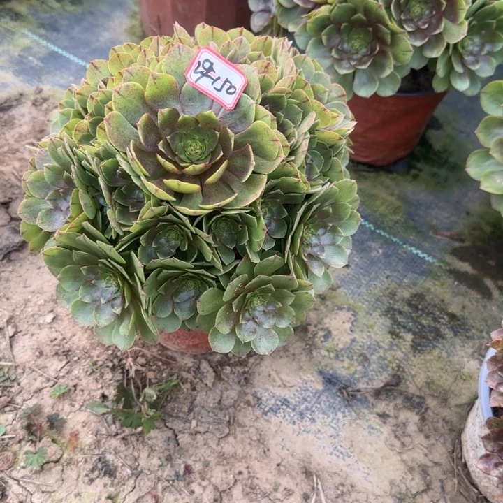 29-150拉丝多肉不包断肢凑单