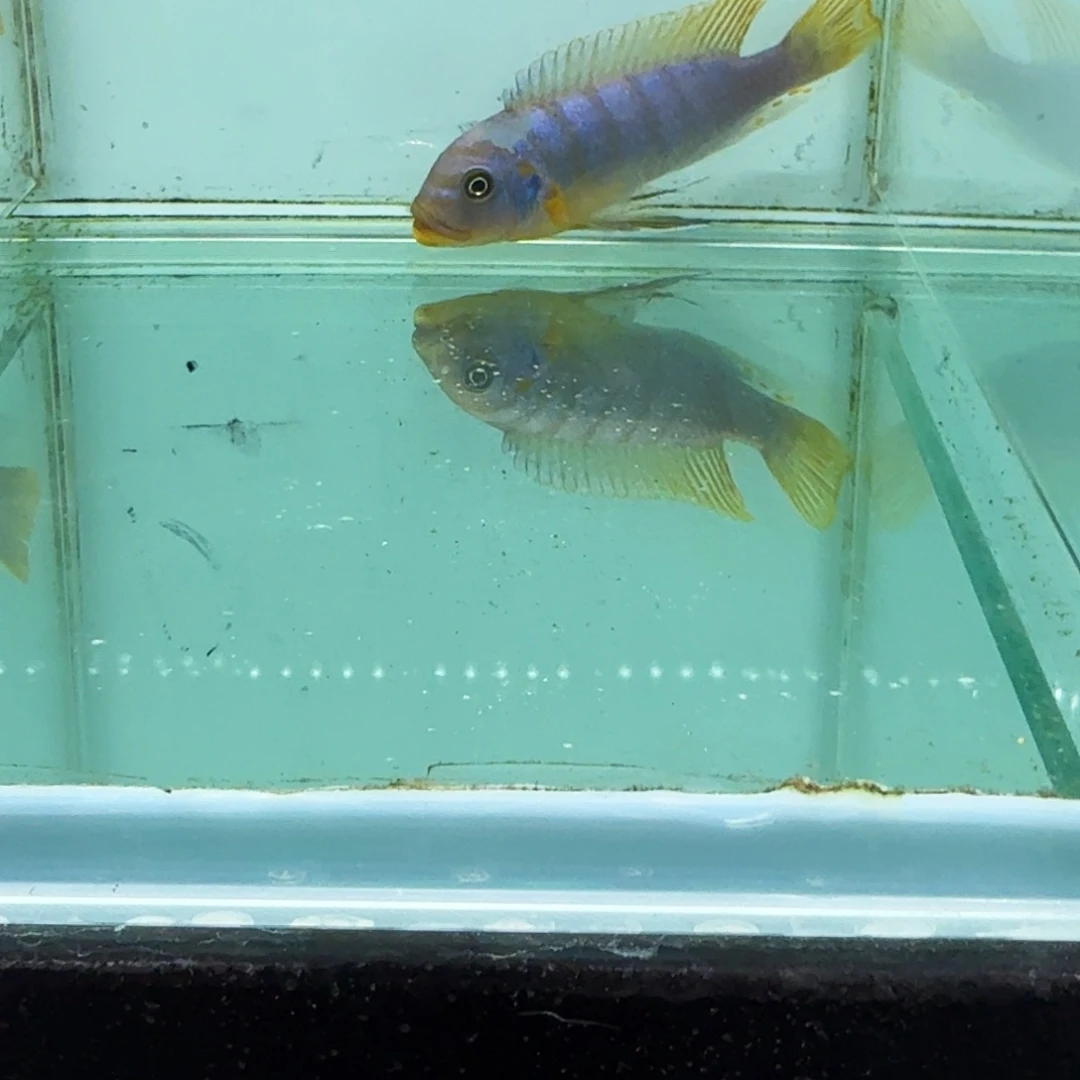 慈鲷1069野伊孔贝费恩。