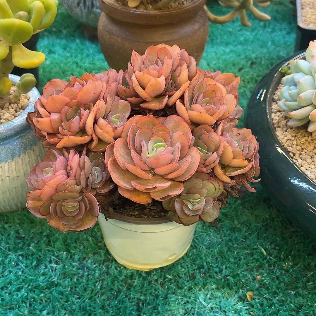 秀妍，，，，，，，，，，，，，，，