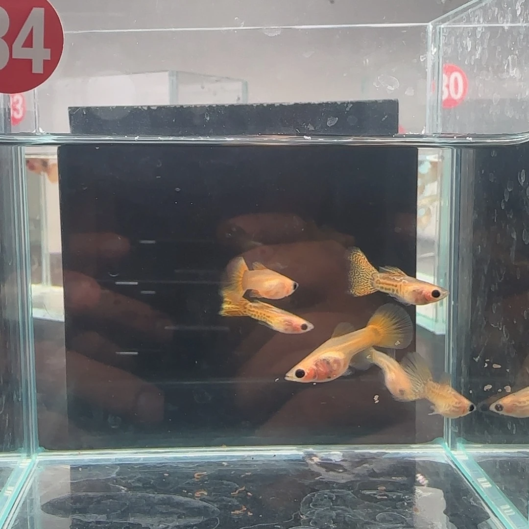 孔雀鱼黄蕾丝玻璃猫3对 34号