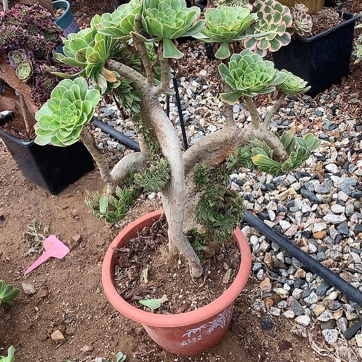 碧螺春缀脱土发货啊