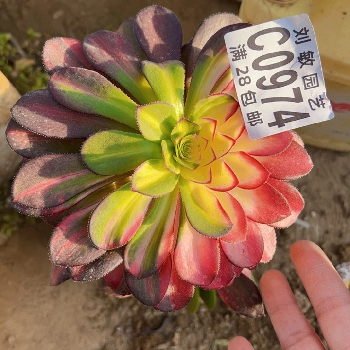 爱马仕有修砍多肉植物砍头0974无根