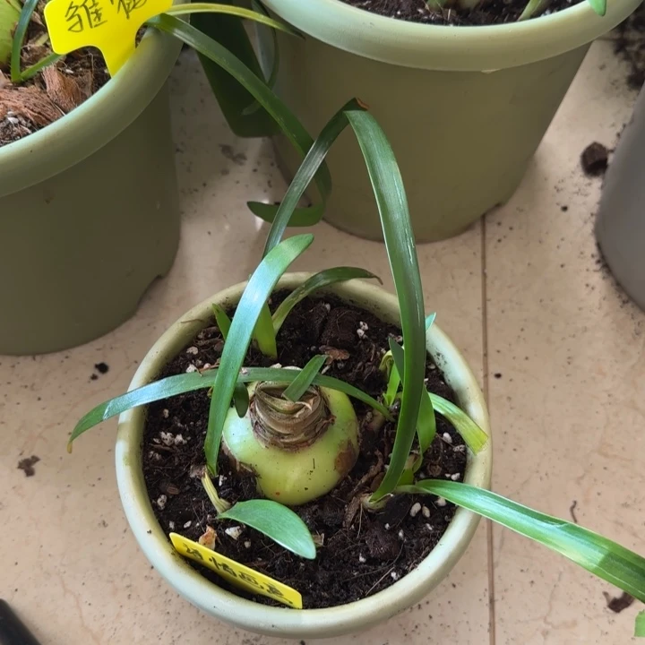 无花朵诗情画意主球6+带13侧