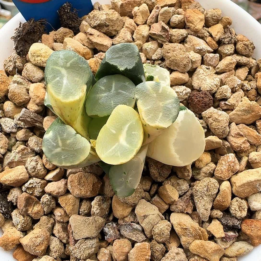 86号白瓷万象锦一物一拍带盆土