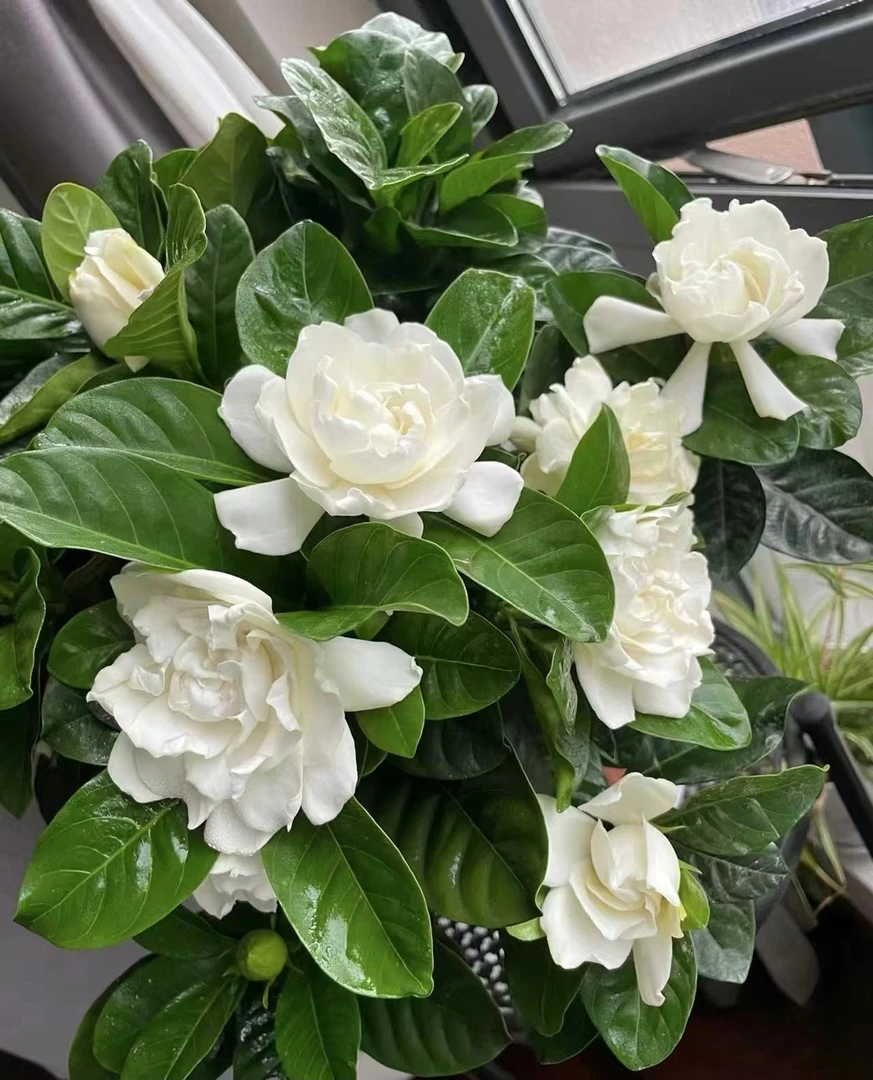 【新疆包邮】栀子花盆栽室内四季开花浓香好养活绿植