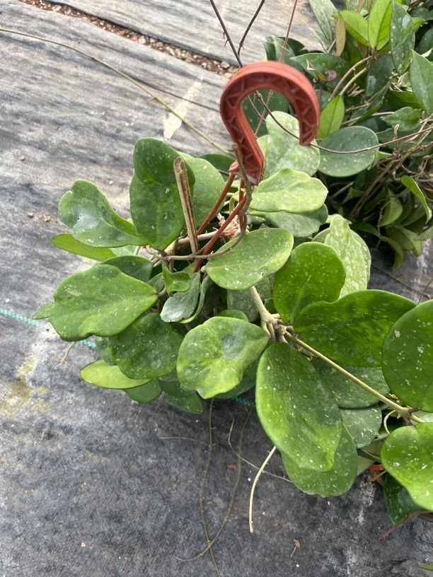 【镜叶】球兰盆栽 不包叶损 爬藤攀援吊兰植物