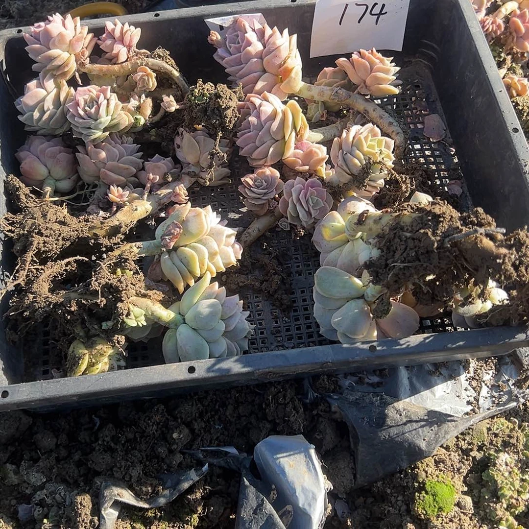 认***鱼174不售后6颗