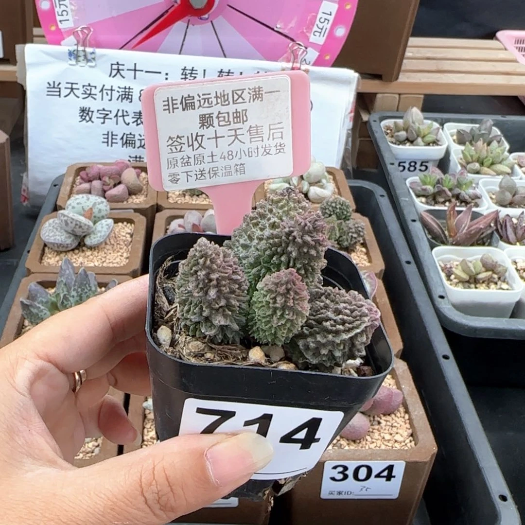 714朱紫玉多肉植物