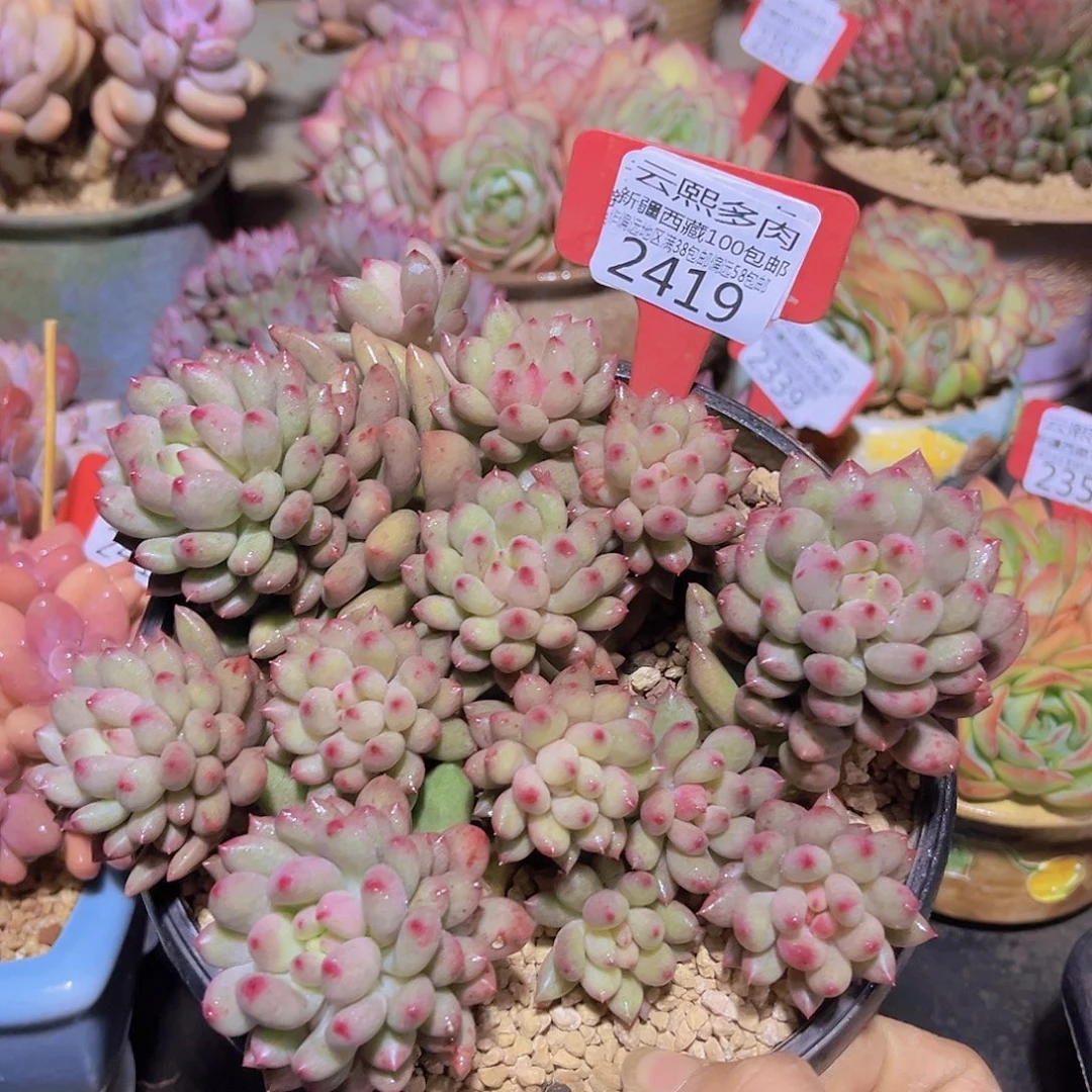 2418岩子美人多肉植物