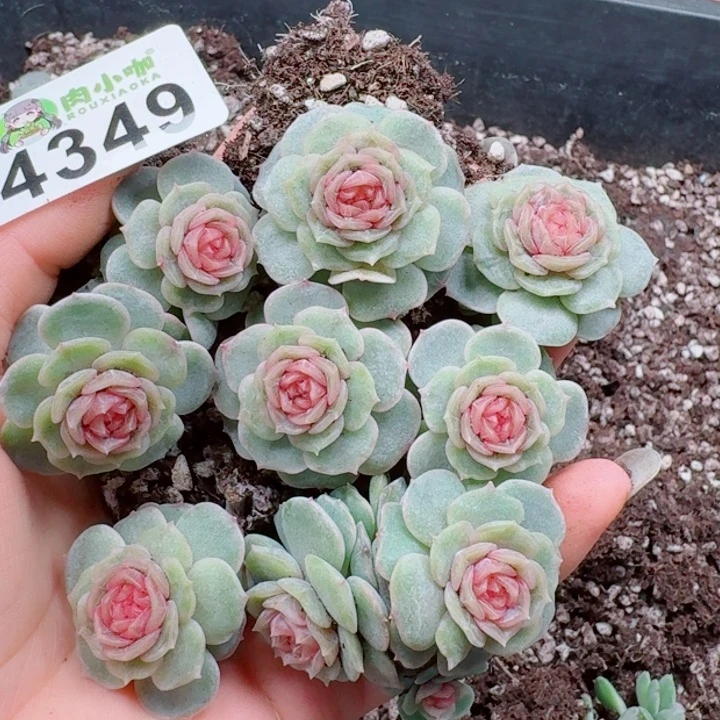 用***3多肉植物多肉植物