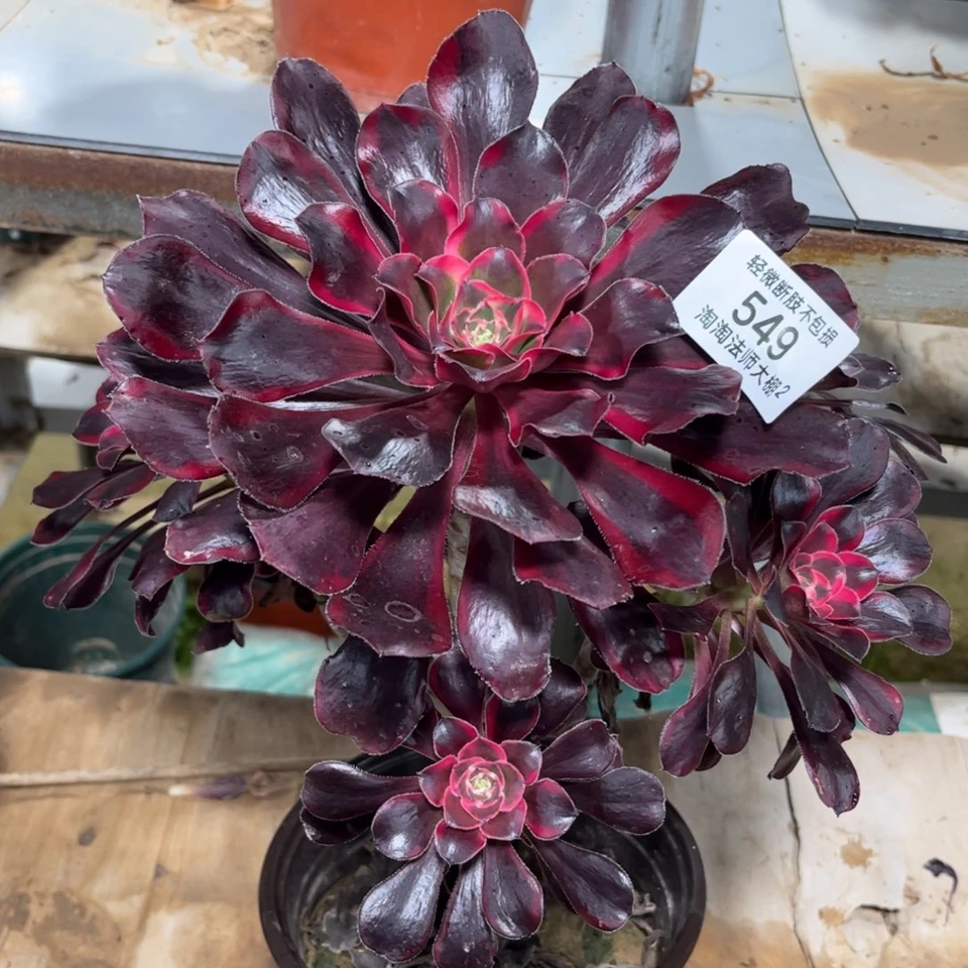 549丽娜多肉植物法师