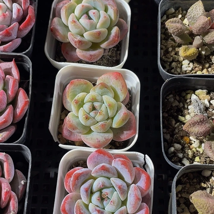 刚毅2.8带盆土发货