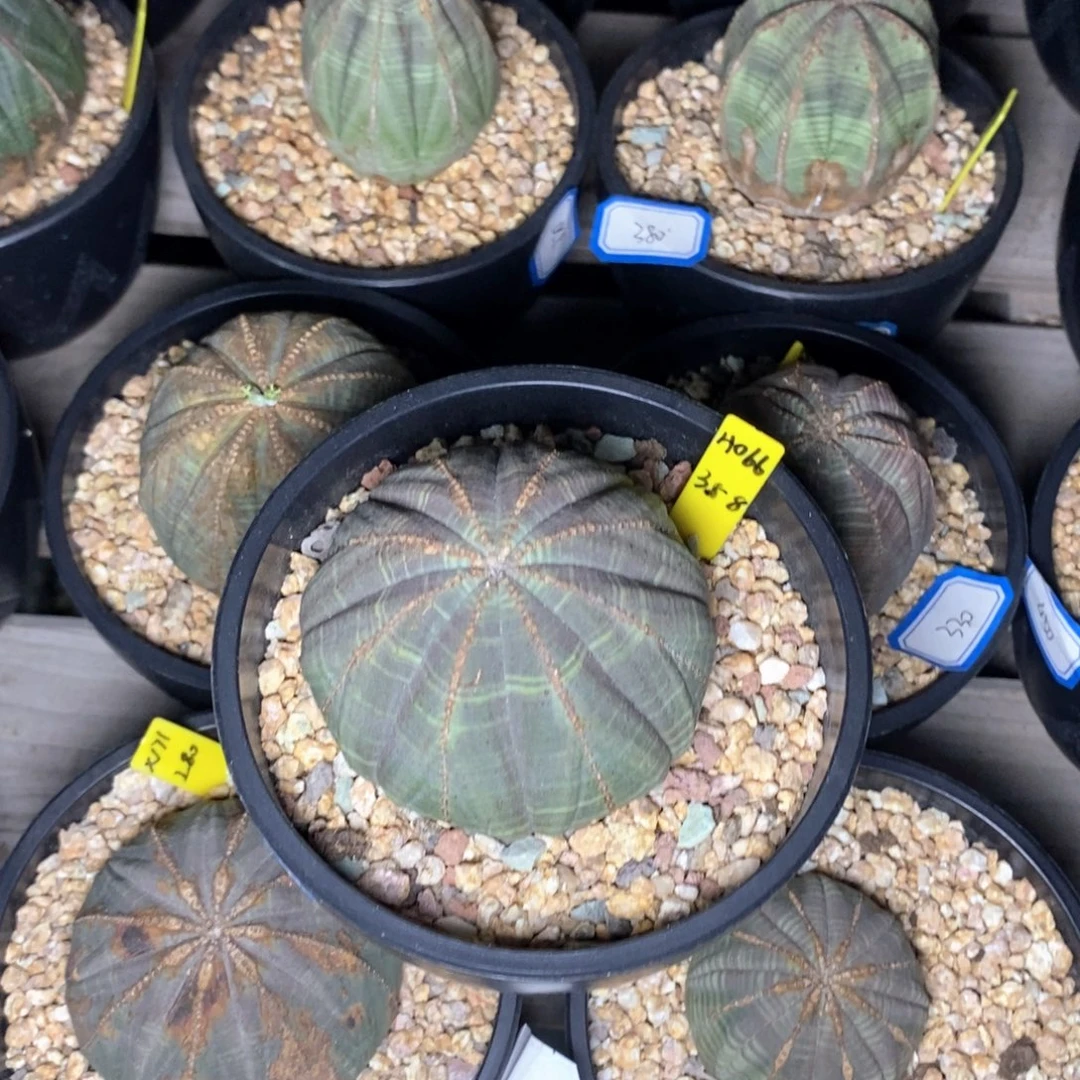 53 欧系实生布纹球多肉植物