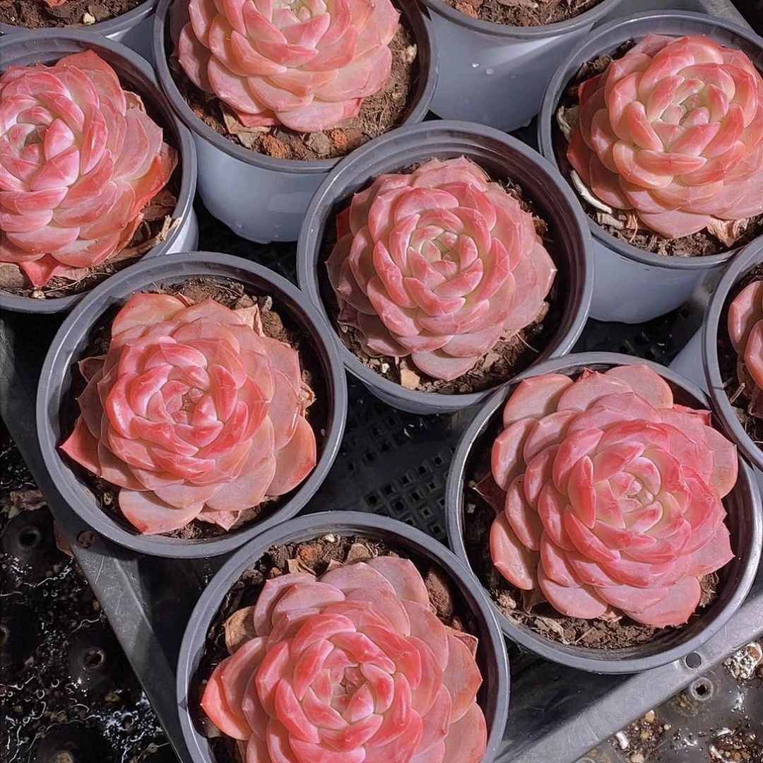 0130-雪芙蓉大单头母本一颗 量拍