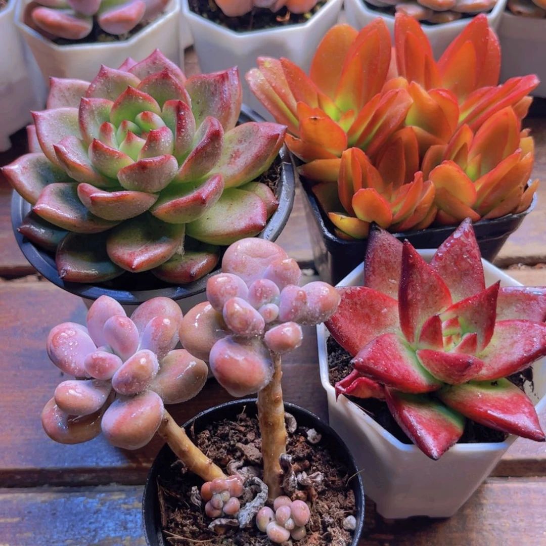 夜魔侠大 火祭 桃蛋双头 罗卡