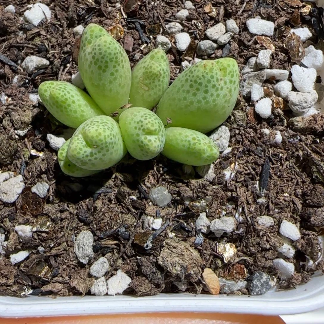肉锥多肉植物组合-草莓斑马471