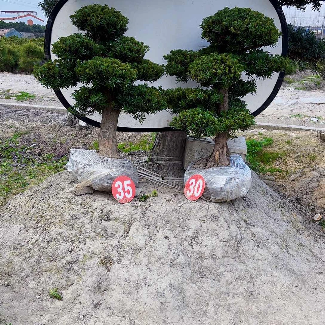 无花朵精品小叶雀舌罗汉松盆景