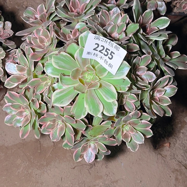 2255浣纱多肉植物保护