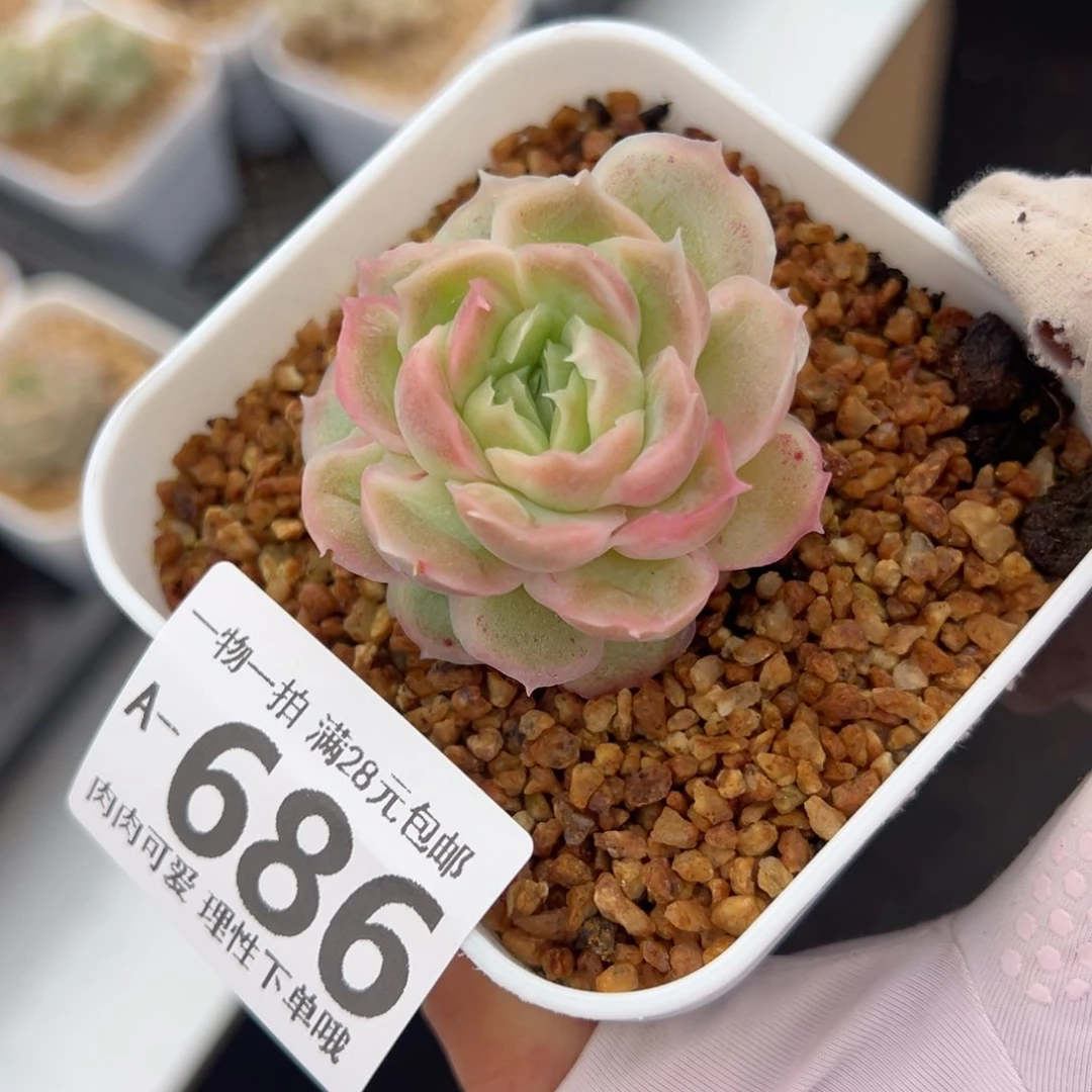 水晶虾饺多肉多肉多肉多肉多肉