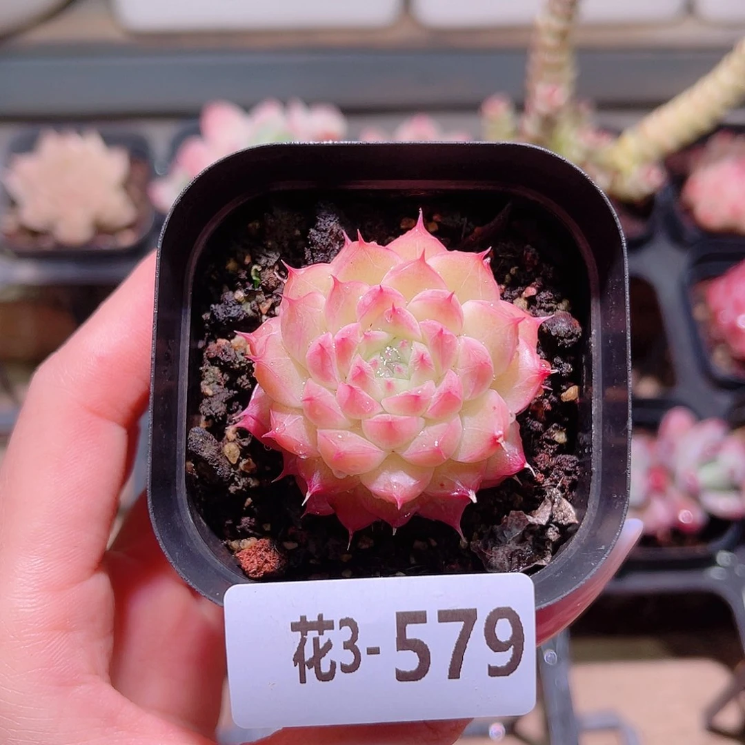 花利美3-579海王