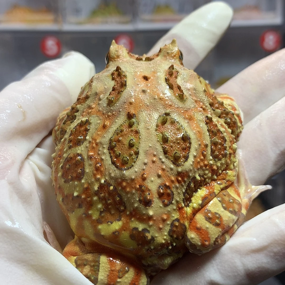 角蛙2379 大原色母