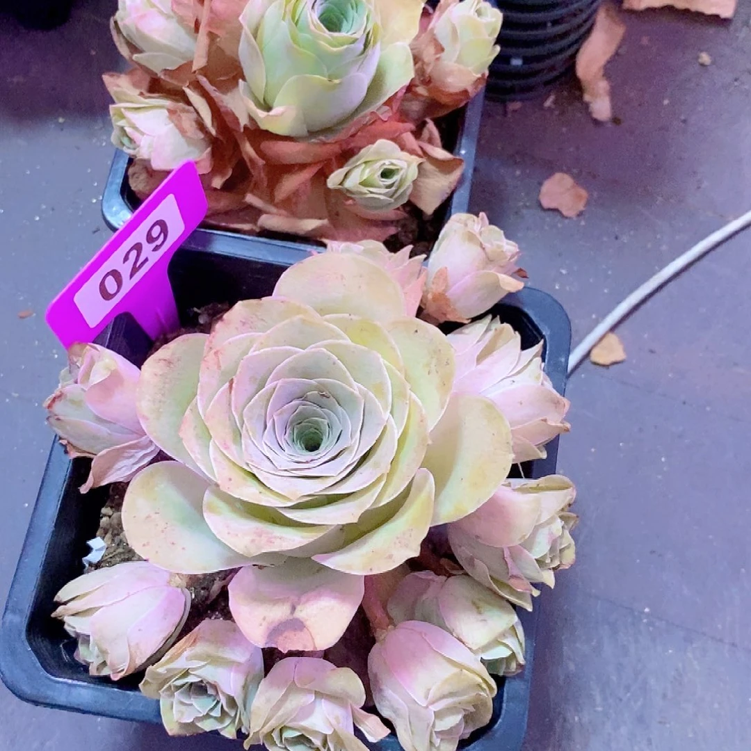 爱***星山地玫瑰下播福利一物一拍029jjjgj