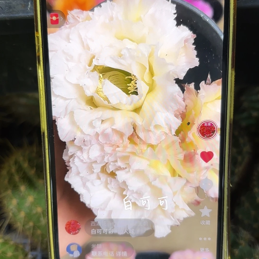 带根白可可彩侧牙别呀20包邮