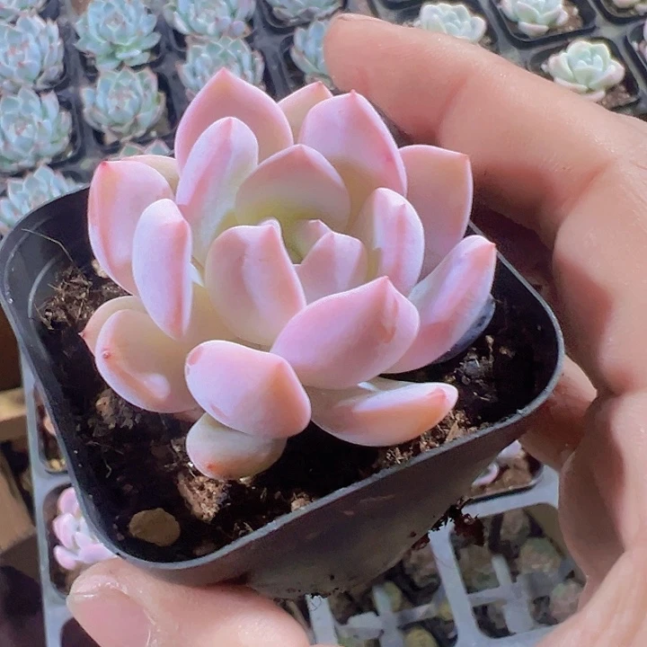 橙梦露精品多肉植物