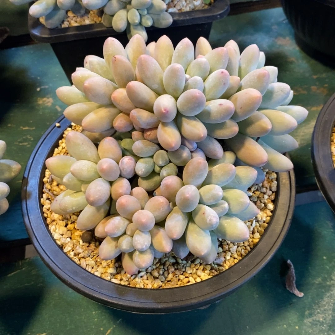 汤圆自然群，老庄，456464
