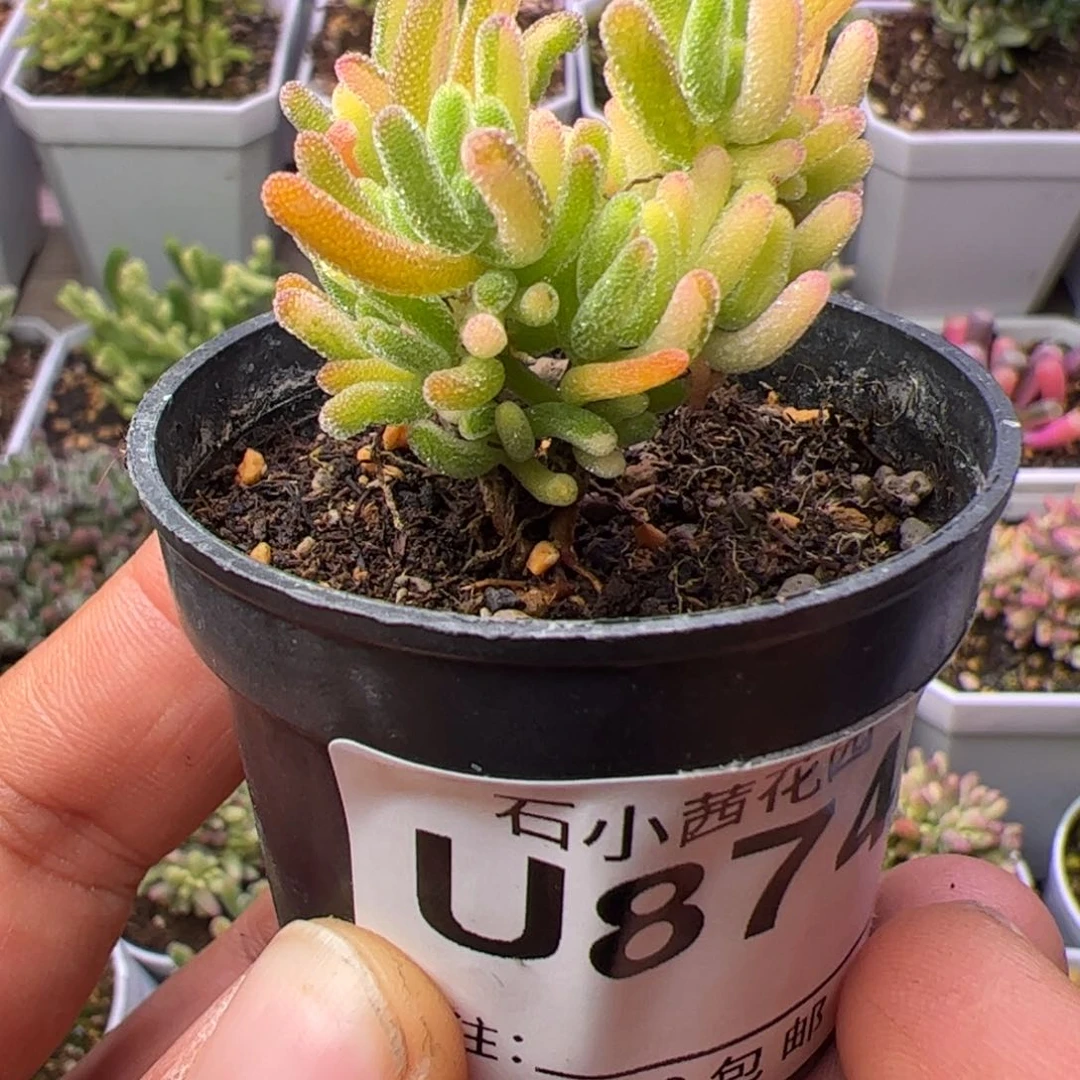 多肉植物枝干荧光兔锦