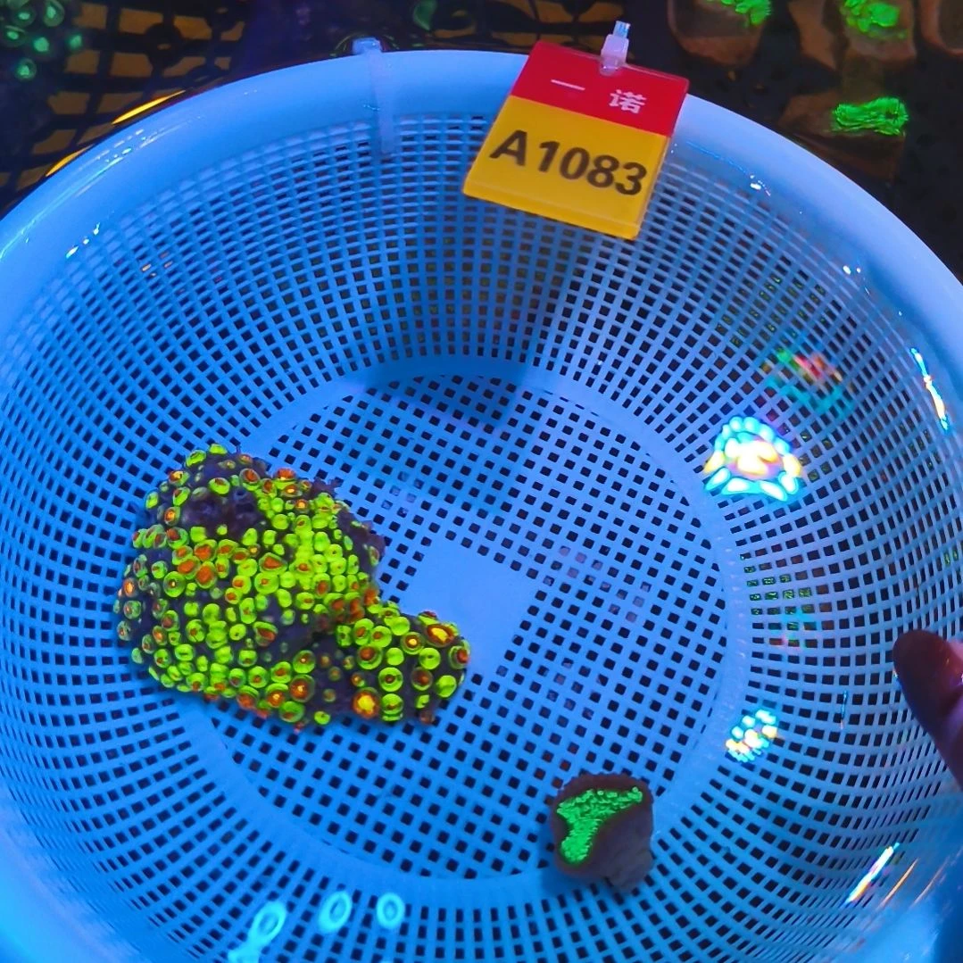 纽扣珊瑚1083纽扣珊瑚