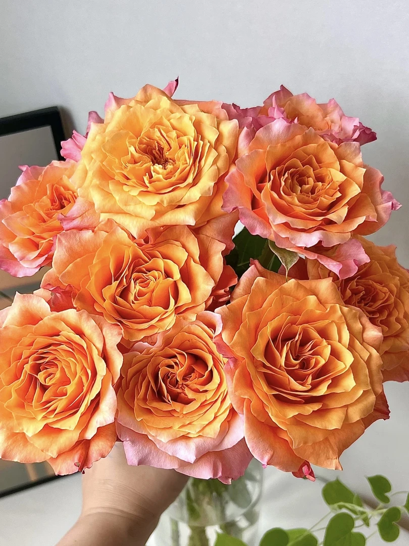 火灵鸟 灌木切花 月季小苗