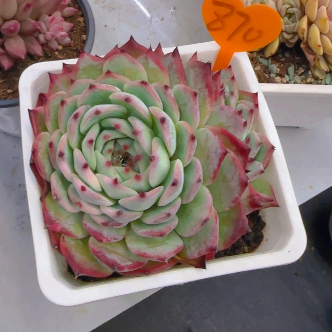 巧****店870多肉植物一物一拍