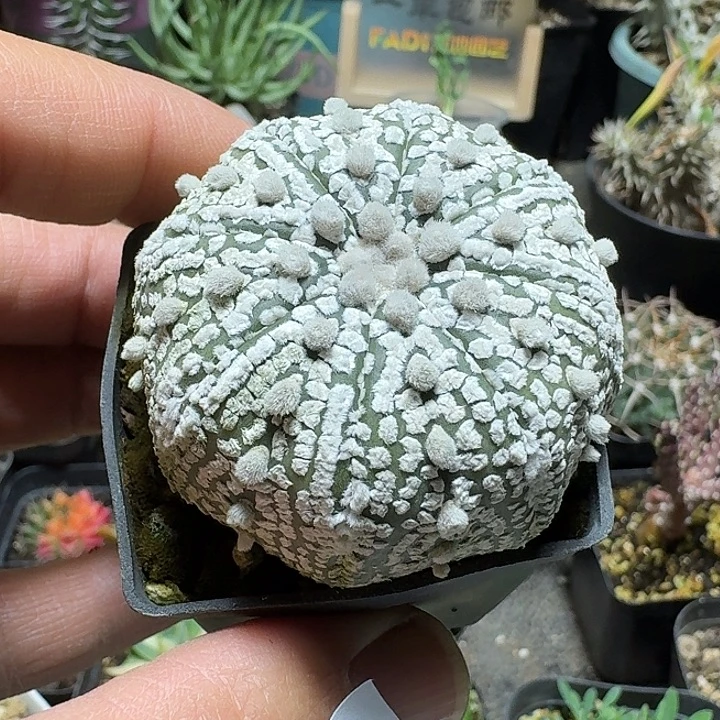 204超兜带盆发货实生