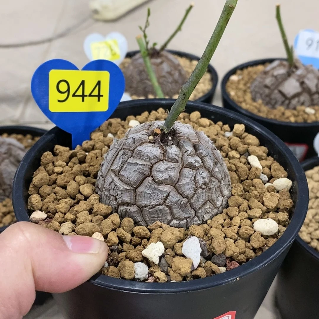 南非龟甲龙龟甲龙